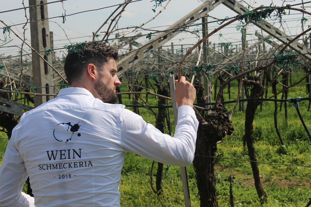 Weingut F.lli Vincenzi Vincenzi Cola Weinschmeckeria